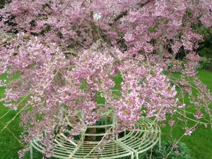 photo of cherry blossom and white metal tree bench