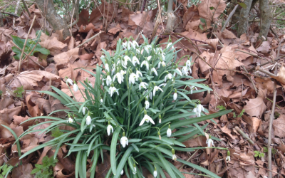 Spring is in the Air at Jordans Glamping