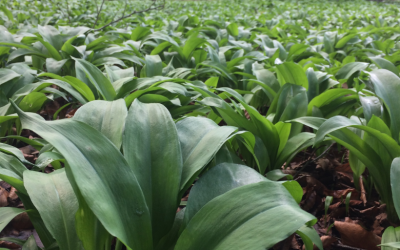 Hey Pesto – Foraging for Wild Garlic