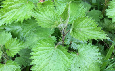 Hedgerow Hamper – Nettle Beer