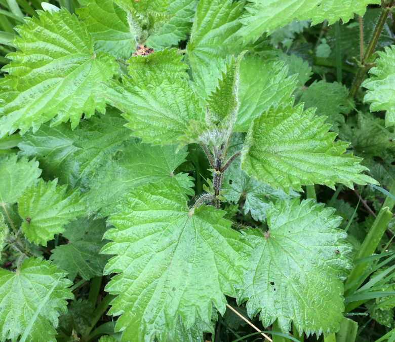 Hedgerow Hamper – Nettle Beer