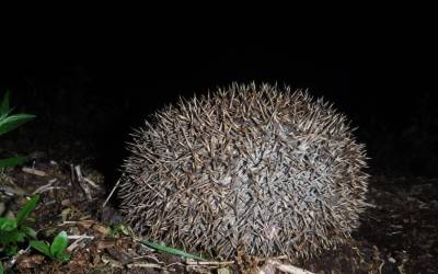 Hedgehogs and Hedgerows on Jordans Estate