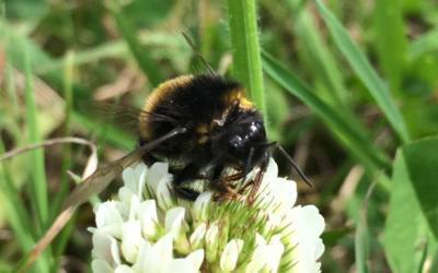 Busy Bees Collecting Nectar on the Estate