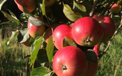 Apples and the Story of the Spekes Express