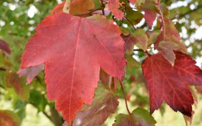Colour of Autumn at Jordans Estate
