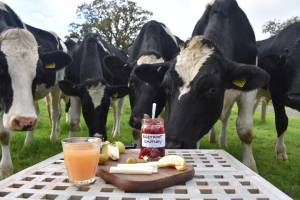 photo cattle near table with homemade betroot chutney and linseed crackers