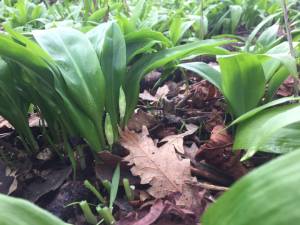 close up photo of wild garlic leaves