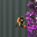 photo closeup bee