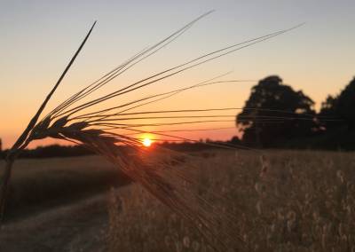 photo close up of barley